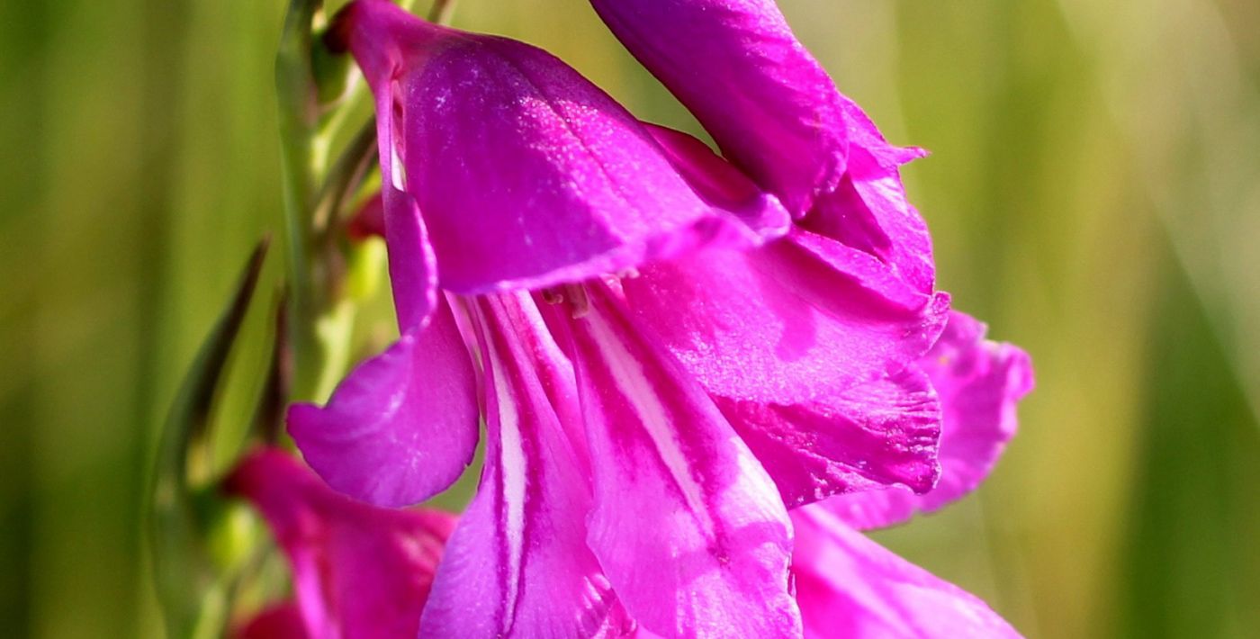 Königsbrunner Heide