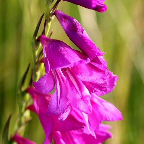 Königsbrunner Heide